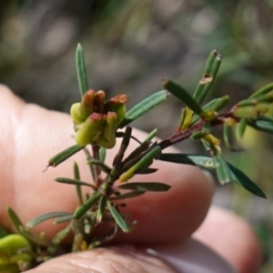 Crowea exalata at Cowra, NSW - suppressed