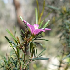 Crowea exalata at Cowra, NSW - suppressed