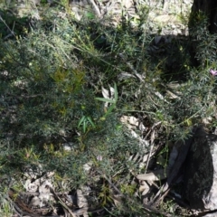 Crowea exalata at Cowra, NSW - suppressed