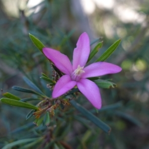 Crowea exalata at Cowra, NSW - suppressed