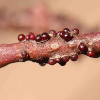 Eucalyptus insect gall at O'Connor, ACT - 31 Aug 2024 by ConBoekel