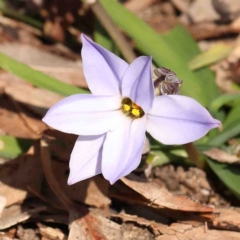 Ipheion uniflorum (Spring Star-flower) at O'Connor, ACT - 31 Aug 2024 by ConBoekel