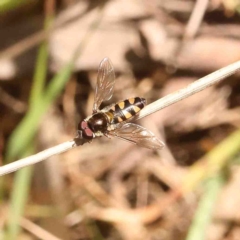 Syrphini (tribe) (Unidentified syrphine hover fly) at O'Connor, ACT - 31 Aug 2024 by ConBoekel