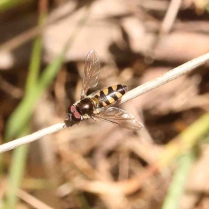 Syrphini sp. (tribe) at O'Connor, ACT - 31 Aug 2024