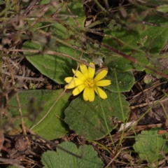 Cymbonotus sp. (preissianus or lawsonianus) (Bears Ears) at O'Connor, ACT - 31 Aug 2024 by ConBoekel