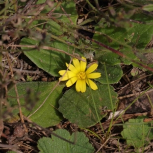 Cymbonotus sp. (preissianus or lawsonianus) at O'Connor, ACT - 31 Aug 2024