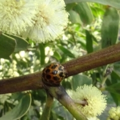 Harmonia conformis (Common Spotted Ladybird) at Sth Tablelands Ecosystem Park - 29 Aug 2024 by AndyRussell