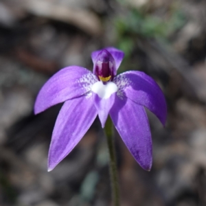 Glossodia major at Cowra, NSW - 29 Aug 2024