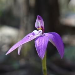 Glossodia major at Cowra, NSW - 29 Aug 2024