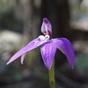 Glossodia major at Cowra, NSW - 29 Aug 2024