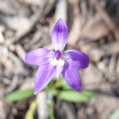 Glossodia major at Cowra, NSW - suppressed