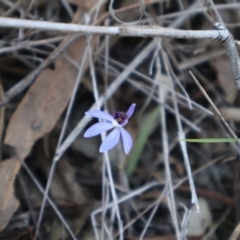 Cyanicula caerulea at Aranda, ACT - 1 Sep 2024