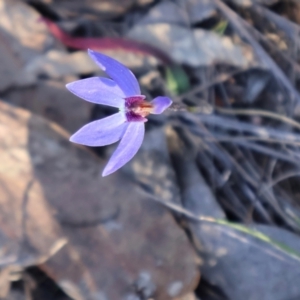 Cyanicula caerulea at Aranda, ACT - 1 Sep 2024