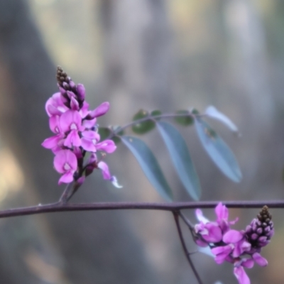 Indigofera australis subsp. australis (Australian Indigo) at Aranda, ACT - 1 Sep 2024 by Clarel