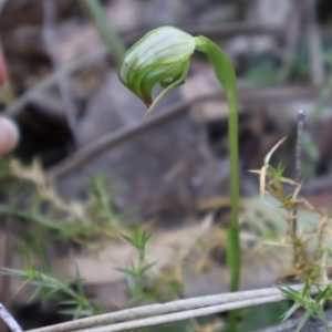 Pterostylis nutans at Aranda, ACT - 1 Sep 2024