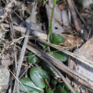 Pterostylis nutans at Aranda, ACT - 1 Sep 2024