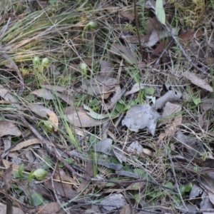 Pterostylis nutans at Aranda, ACT - 1 Sep 2024