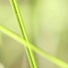 Carex appressa at O'Connor, ACT - 31 Aug 2024