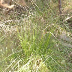 Carex appressa at O'Connor, ACT - 31 Aug 2024 12:04 PM