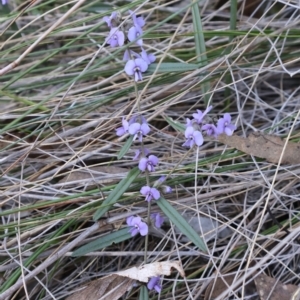 Hovea heterophylla at Aranda, ACT - 1 Sep 2024