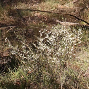 Styphelia fletcheri subsp. brevisepala at O'Connor, ACT - 31 Aug 2024