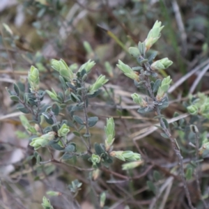 Brachyloma daphnoides at Aranda, ACT - 1 Sep 2024 03:30 PM