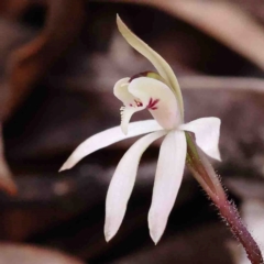 Caladenia fuscata (Dusky Fingers) at O'Connor, ACT - 31 Aug 2024 by ConBoekel