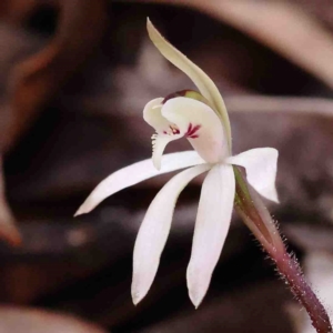 Caladenia fuscata at O'Connor, ACT - 31 Aug 2024