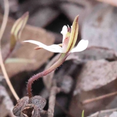 Caladenia fuscata at O'Connor, ACT - 31 Aug 2024