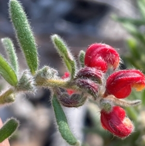 Grevillea alpina at Aranda, ACT - 1 Sep 2024