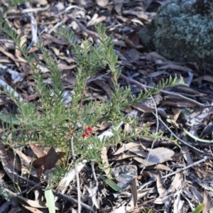 Grevillea alpina at Aranda, ACT - 1 Sep 2024