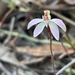 Caladenia fuscata (Dusky Fingers) at Aranda, ACT - 1 Sep 2024 by Clarel