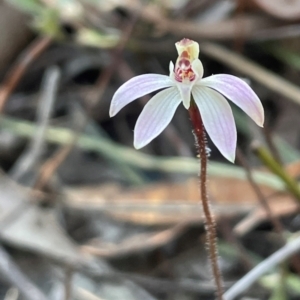 Caladenia fuscata at Aranda, ACT - 1 Sep 2024