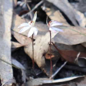 Caladenia fuscata at Aranda, ACT - 1 Sep 2024