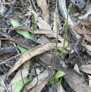 Glossodia major at Aranda, ACT - 1 Sep 2024