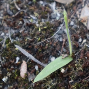 Glossodia major at Aranda, ACT - 1 Sep 2024