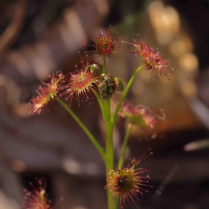 Drosera auriculata at Bruce, ACT - 31 Aug 2024