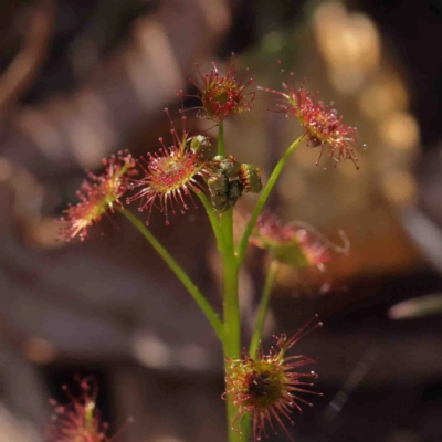 Drosera auriculata (Tall Sundew) at Bruce, ACT - 31 Aug 2024 by ConBoekel