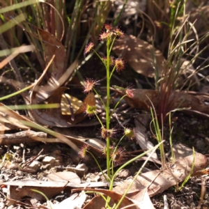 Drosera auriculata at Bruce, ACT - 31 Aug 2024 12:24 PM