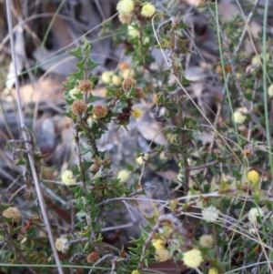 Acacia gunnii at Aranda, ACT - 1 Sep 2024 03:53 PM