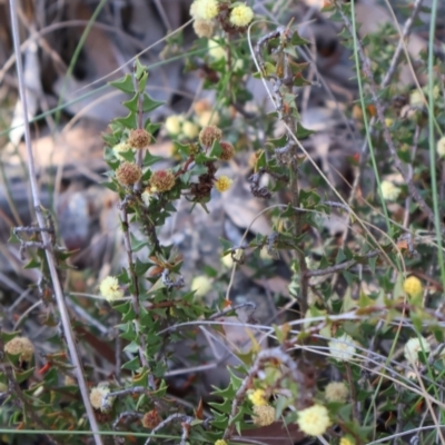 Acacia gunnii (Ploughshare Wattle) at Aranda, ACT - 1 Sep 2024 by Clarel