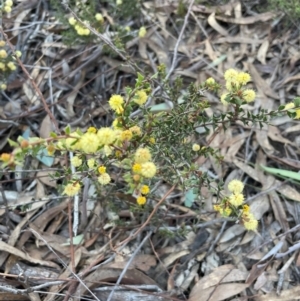 Acacia gunnii at Aranda, ACT - 1 Sep 2024 03:53 PM