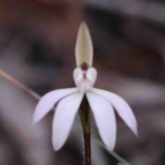 Caladenia fuscata (Dusky Fingers) at O'Connor, ACT - 31 Aug 2024 by ConBoekel