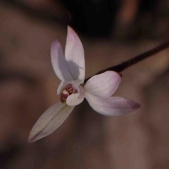 Caladenia fuscata (Dusky Fingers) at O'Connor, ACT - 31 Aug 2024 by ConBoekel