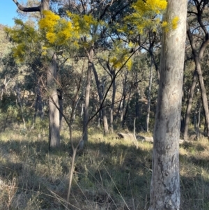 Acacia boormanii at Aranda, ACT - 1 Sep 2024