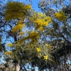 Acacia boormanii at Aranda, ACT - 1 Sep 2024