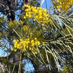 Acacia boormanii at Aranda, ACT - 1 Sep 2024