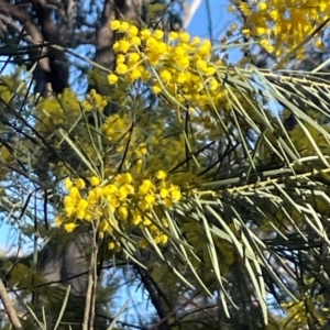 Acacia boormanii at Aranda, ACT - 1 Sep 2024