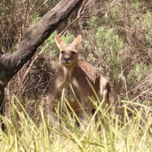 Macropus giganteus at O'Connor, ACT - 31 Aug 2024