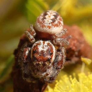 Opisthoncus serratofasciatus at O'Connor, ACT - 31 Aug 2024